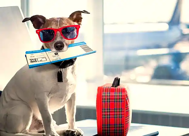 Brussels Airlines pet Policy